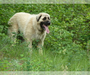 Father of the Anatolian Shepherd puppies born on 06/20/2022