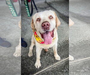 Franklin - Male Labrador Retriever Dog for Adoption - Photo #11