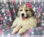 Small Photo #12 Great Pyrenees Puppy For Sale in LAKELAND, FL, USA