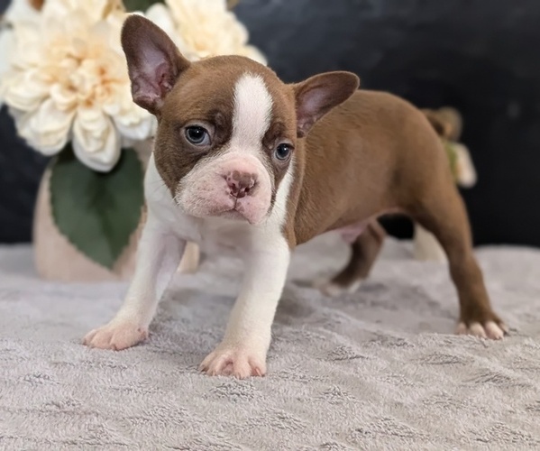 Medium Photo #5 Boston Terrier Puppy For Sale in GOSHEN, IN, USA