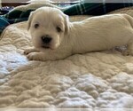 Small Photo #6 Coton de Tulear Puppy For Sale in HUNTINGTN BCH, CA, USA