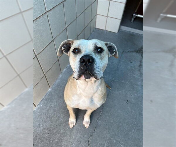 Medium Photo #1 Bullboxer Pit Puppy For Sale in Corpus Christi, TX, USA