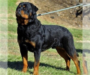 Father of the Rottweiler puppies born on 04/20/2020