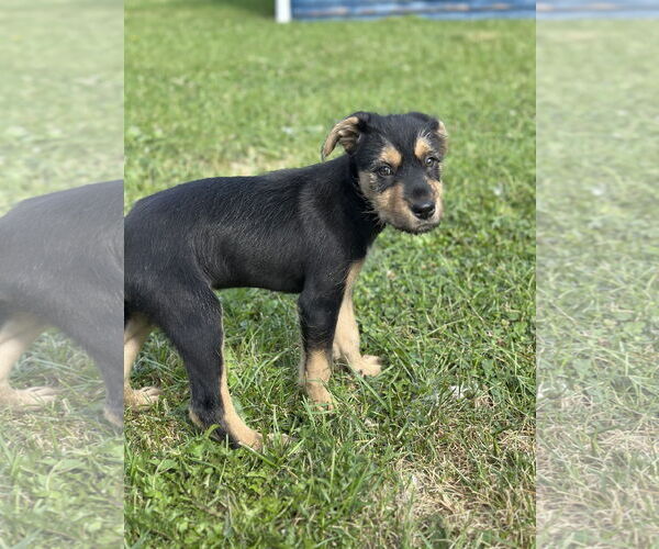 Medium Photo #3 Mutt Puppy For Sale in SHERBURNE, NY, USA