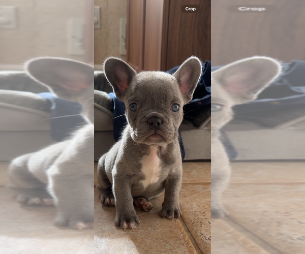 Medium Photo #1 French Bulldog Puppy For Sale in BROOKLYN, NY, USA