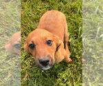 Small #1 German Shepherd Dog Mix
