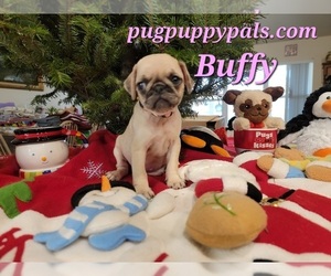 Pug Puppy for sale in SPRING HILL, FL, USA
