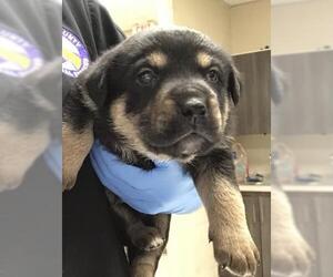 Labrador Retriever-Unknown Mix Dogs for adoption in Conroe, TX, USA