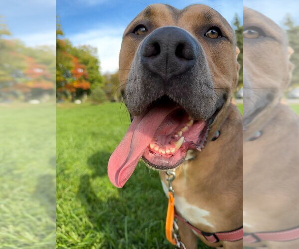 Medium Photo #2 Mutt Puppy For Sale in Gloversville, NY, USA