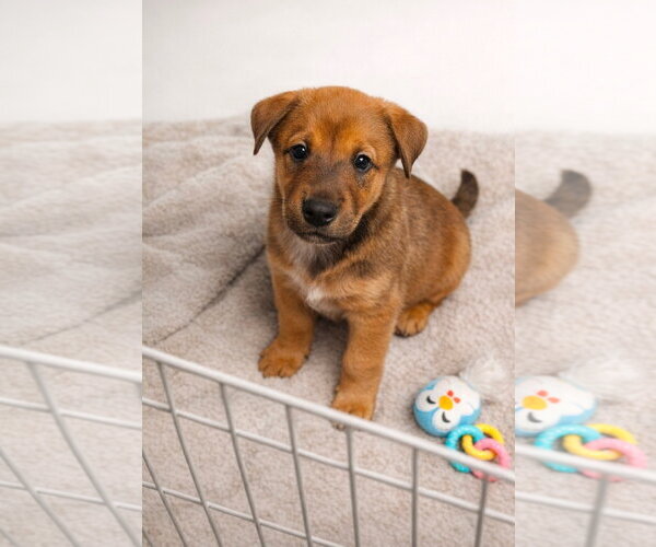 Medium Photo #1 Doberman Pinscher-German Shepherd Dog Mix Puppy For Sale in Euless, TX, USA