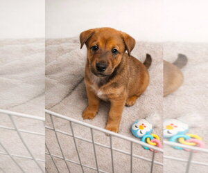 Doberman Pinscher-German Shepherd Dog Mix Dogs for adoption in Euless, TX, USA