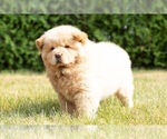 Small #19 Chow Chow