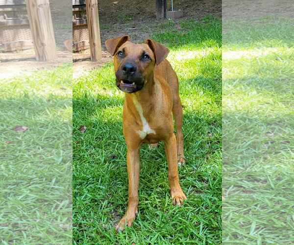 Medium Photo #4 Black Mouth Cur-Boxer Mix Puppy For Sale in Greenville, SC, USA