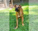 Small #3 Black Mouth Cur-Boxer Mix