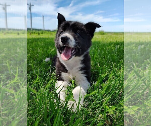 Medium Photo #7 Border Collie Puppy For Sale in NORBORNE, MO, USA