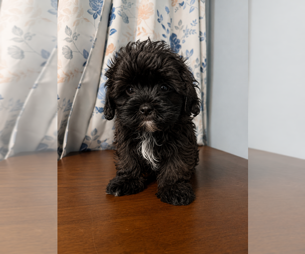 Medium Photo #20 Shih-Poo Puppy For Sale in DURHAM, CT, USA