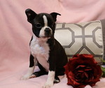 Puppy Tootsie Boston Terrier