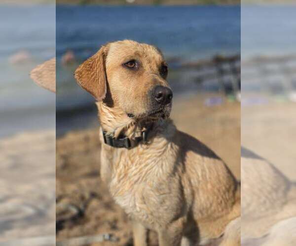 Medium Photo #1 Labradinger Puppy For Sale in SPARTA, WI, USA