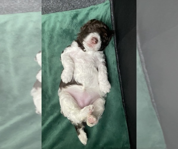 Medium Photo #8 Poodle (Standard) Puppy For Sale in ROCKVILLE, MD, USA