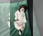 Small #7 Poodle (Standard)