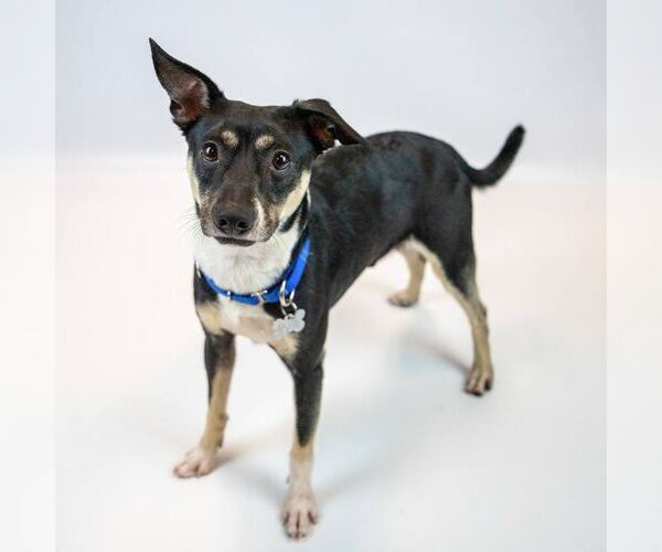 Medium Photo #6 Jack-Rat Terrier Puppy For Sale in Kennesaw, GA, USA