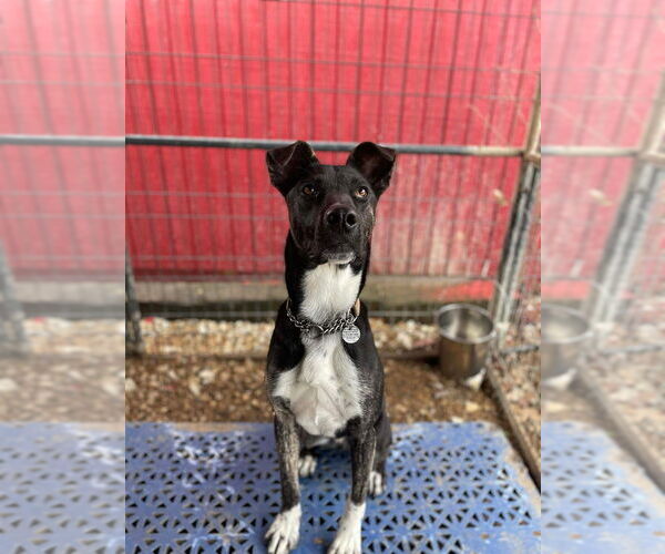 Medium Photo #3 Mutt Puppy For Sale in Foristell, MO, USA