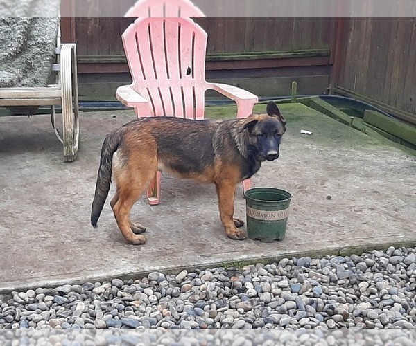Medium Photo #19 Malinois Puppy For Sale in ORCHARDS, WA, USA