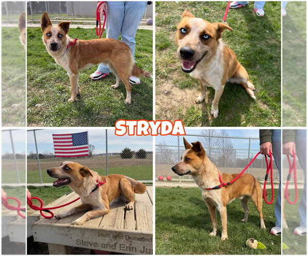 Medium Photo #1 Border Collie-Unknown Mix Puppy For Sale in Pierceton , IN, USA