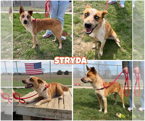 Border Collie-Unknown Mix Dogs for adoption in Pierceton , IN, USA