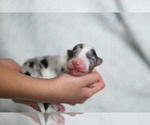 Small Photo #11 Australian Shepherd Puppy For Sale in UNION, MO, USA