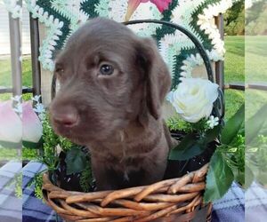 Labradoodle-Poodle (Standard) Mix Puppy for sale in CALLAO, VA, USA