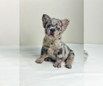 Small #14 French Bulldog