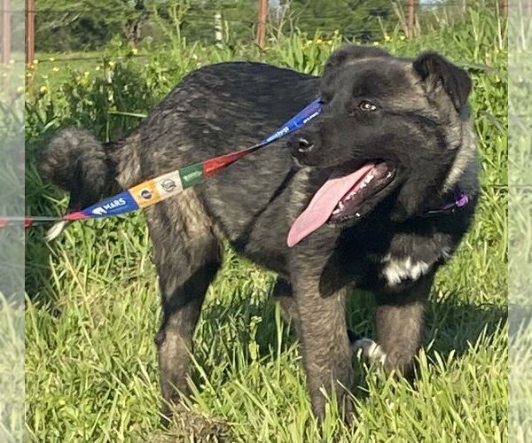 Medium Photo #3 Akita-Anatolian Shepherd Mix Puppy For Sale in Pottstown, PA, USA