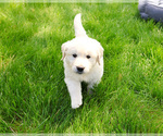 Small #10 English Cream Golden Retriever