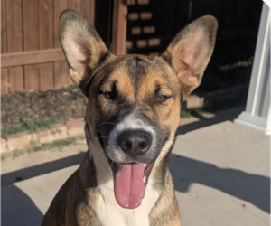 Mutt Dogs for adoption in San Ramon, CA, USA