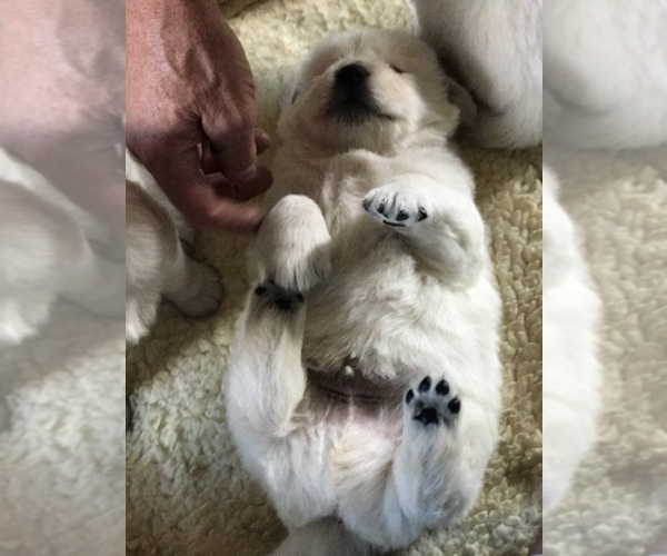 Medium Photo #80 English Cream Golden Retriever Puppy For Sale in NORTHWOOD, OH, USA