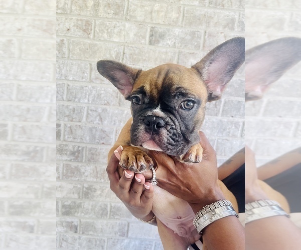Medium Photo #9 French Bulldog Puppy For Sale in ALPHARETTA, GA, USA