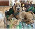 Small Photo #1 Poodle (Standard) Puppy For Sale in MCALLEN, TX, USA