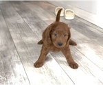Puppy 4 Golden Retriever-Poodle (Toy) Mix