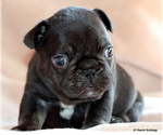 Small French Bulldog