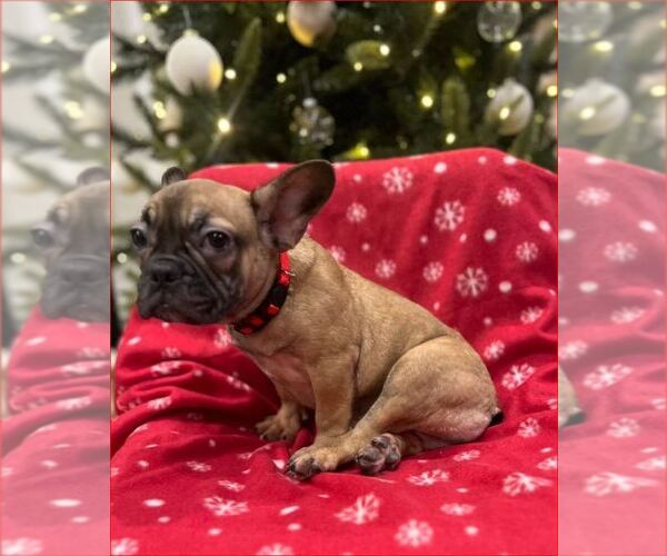 Medium Photo #1 French Bulldog Puppy For Sale in SACRAMENTO, CA, USA