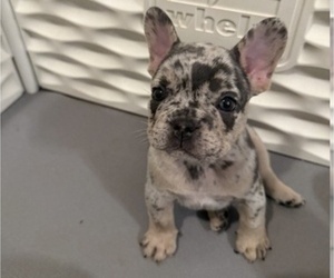 French Bulldog Puppy for sale in BURLINGAME, CA, USA