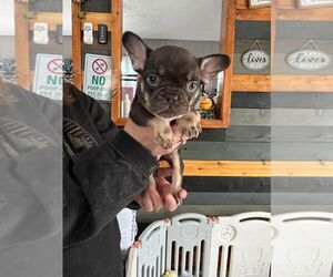 French Bulldog Puppy for sale in NEW CASTLE, PA, USA