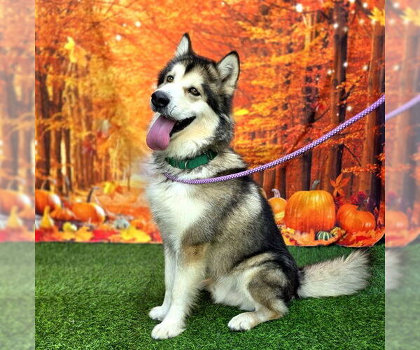 Medium Photo #3 Alusky Puppy For Sale in Long Beach, CA, USA