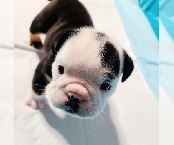 Medium Photo #2 Bulldog Puppy For Sale in HOUSTON, TX, USA