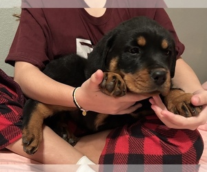 Rottweiler Puppy for sale in AZLE, TX, USA