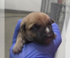 German Shepherd Dog Dogs for adoption in HESPERIA, CA, USA