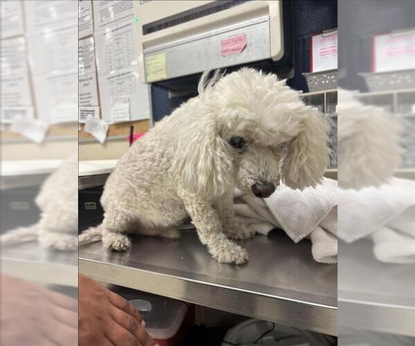 Medium Photo #1 Poodle (Miniature)-Unknown Mix Puppy For Sale in Conroe, TX, USA