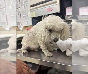 Poodle (Miniature)-Unknown Mix Dogs for adoption in Conroe, TX, USA
