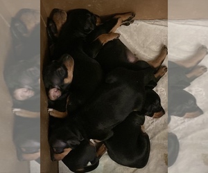 Chipin Puppy for sale in WEST SACRAMENTO, CA, USA